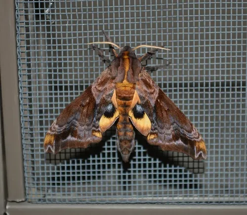 Small-eyed Sphinx Moth - photo 5