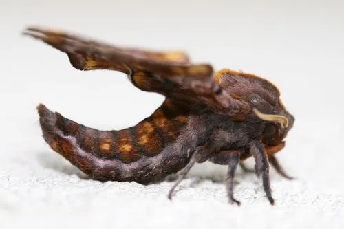 Small-eyed Sphinx Moth - photo 6