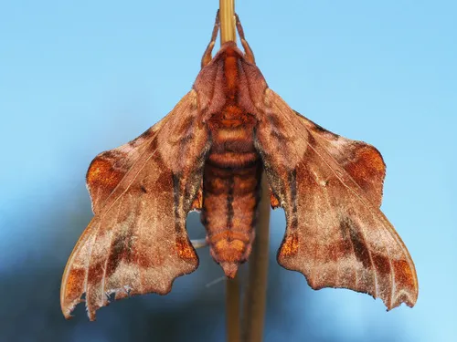 Small-eyed Sphinx Moth - photo 7