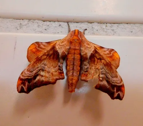 Small-eyed Sphinx Moth - photo 8