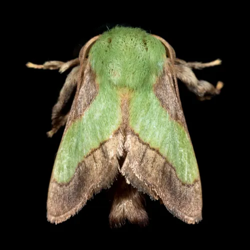Smaller Parasa - Parasa chloris