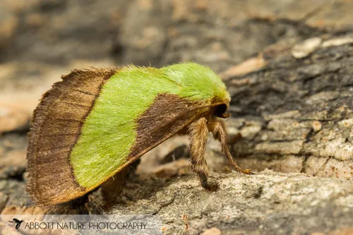 Smaller Parasa - photo 6