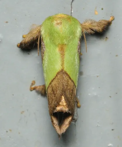 Smaller Parasa - photo 7