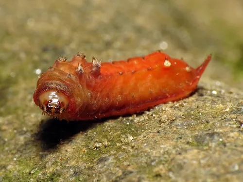 Smaller Parasa - photo 8
