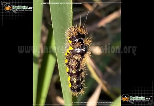 Smeared Dagger Moth - photo 2