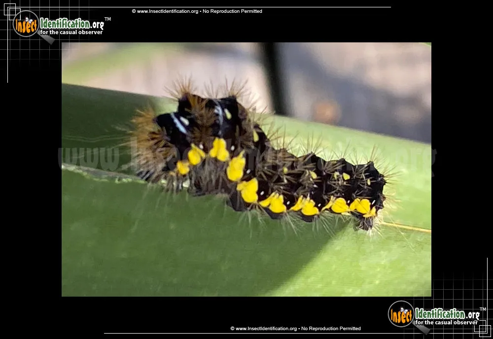 Smeared Dagger Moth - photo 3