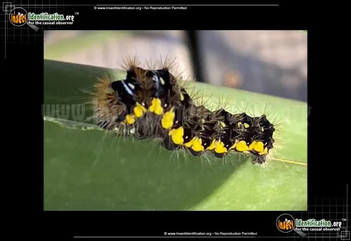 Smeared Dagger Moth - photo 4
