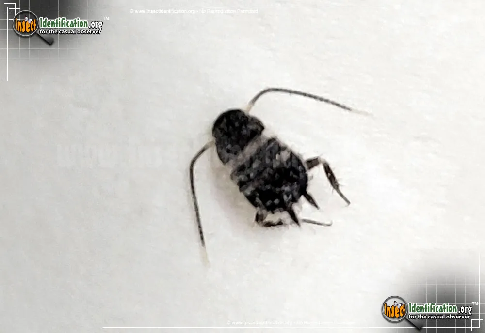 Smoky Brown Cockroach