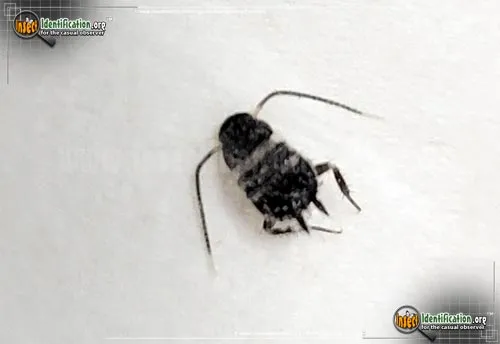 Smoky Brown Cockroach - photo 2