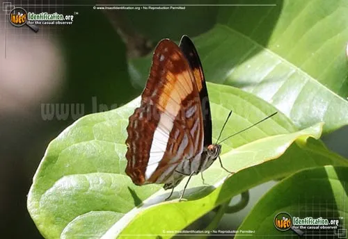 Smooth-banded Sister Butterfly - photo 2
