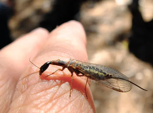 Snakefly