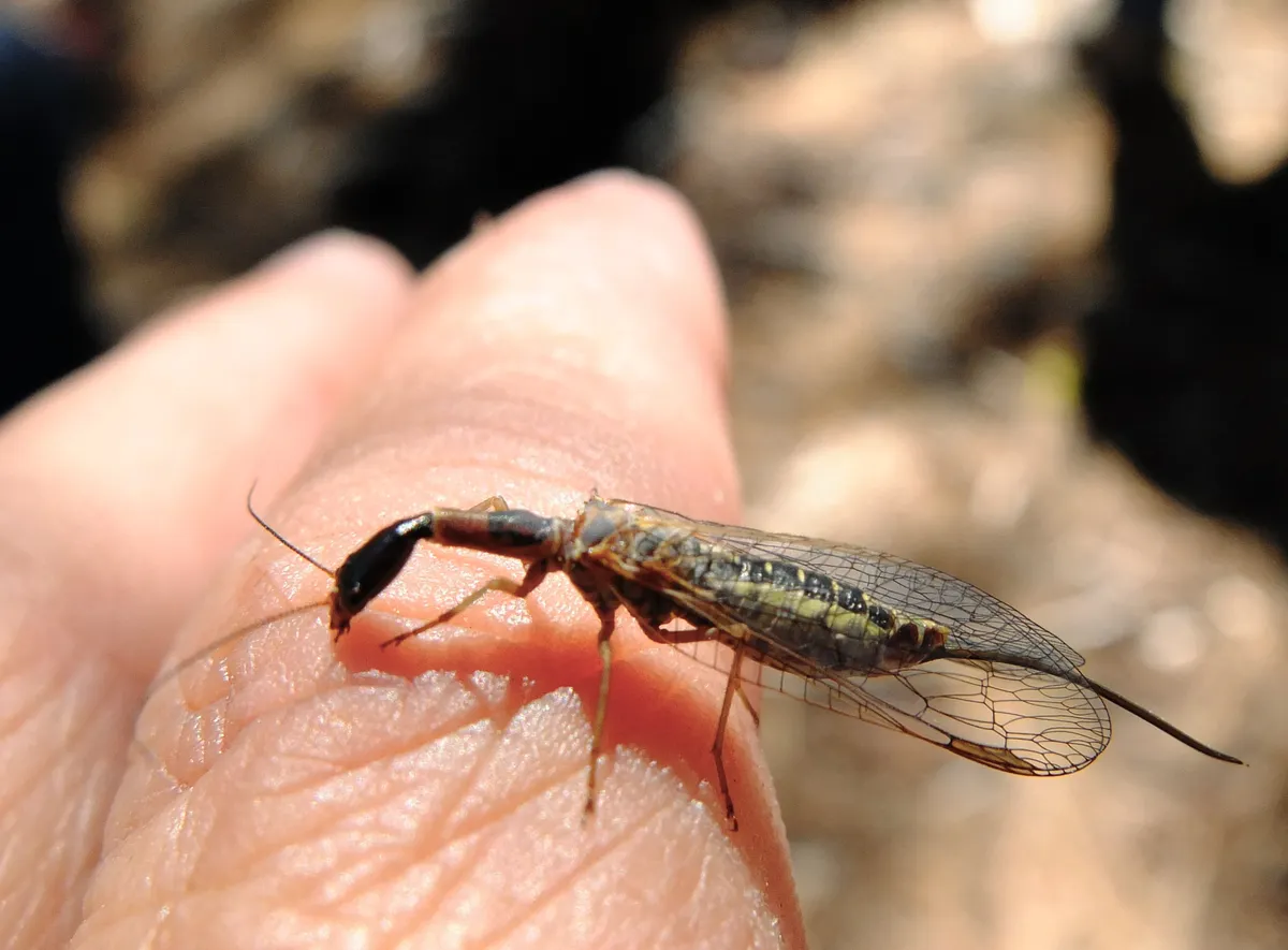Snakefly - photo 3