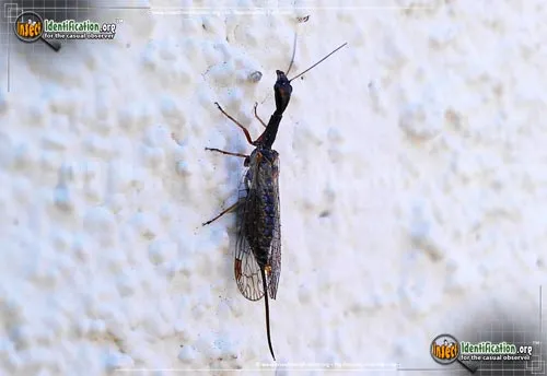 Snakefly - photo 4