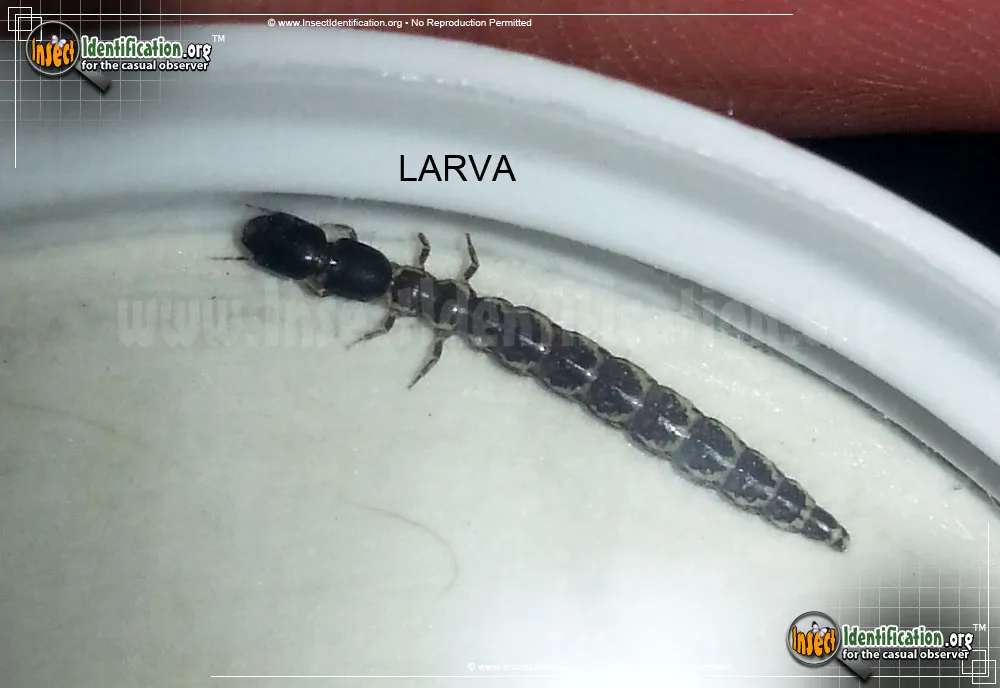 Snakefly - photo 5