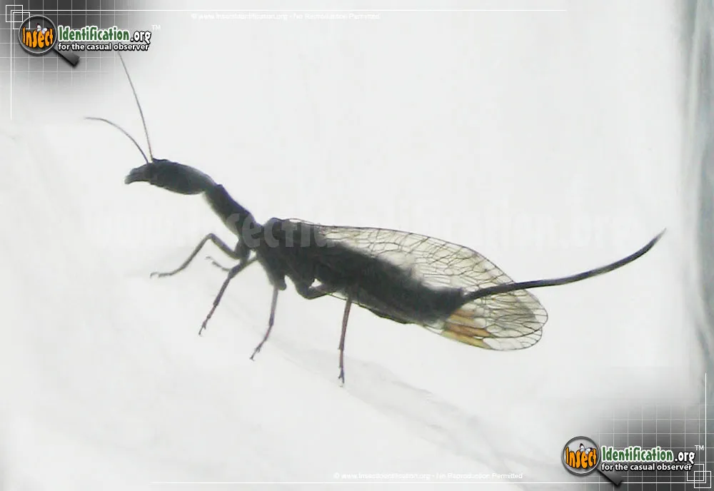 Snakefly - photo 6