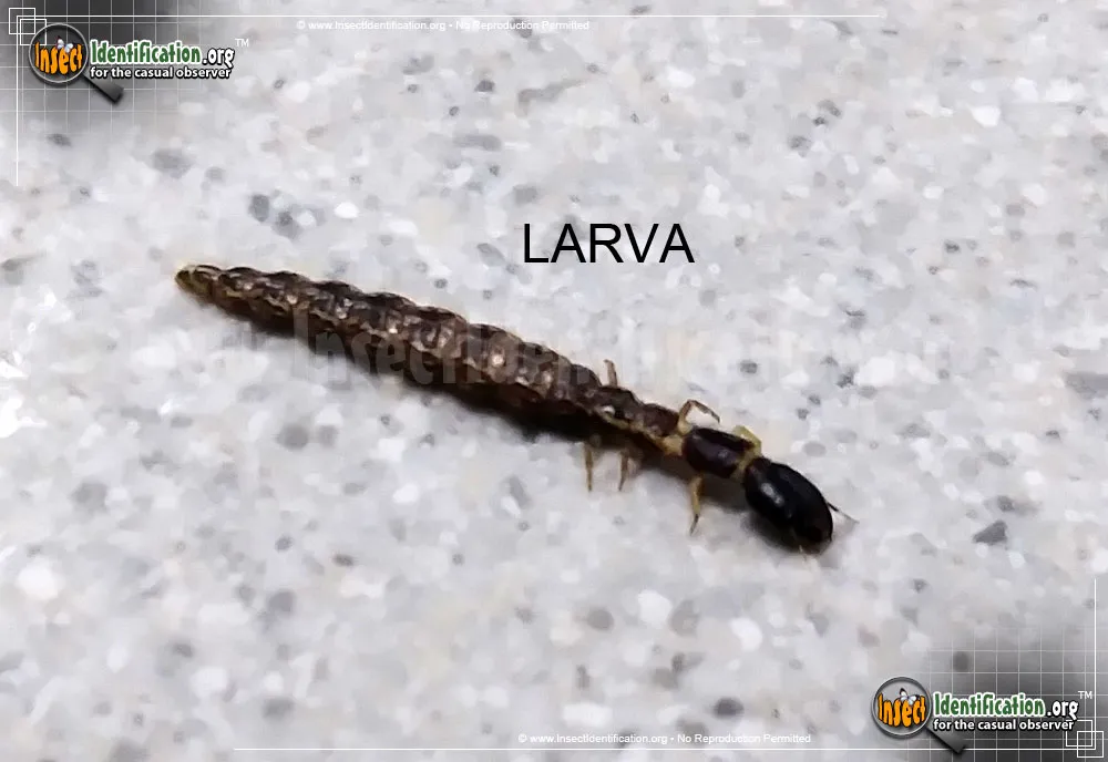 Snakefly - photo 7