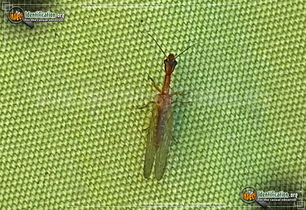 Snakefly - photo 8