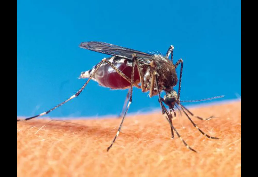 Snow Mosquito