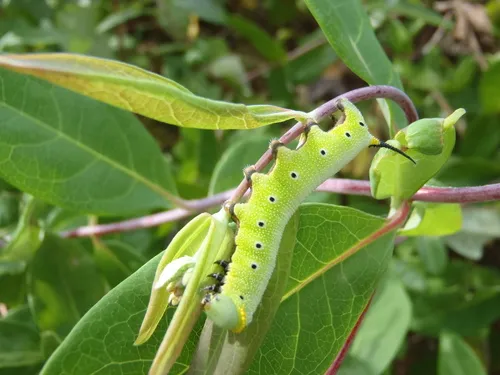 Snowberry Clearwing Moth - photo 4