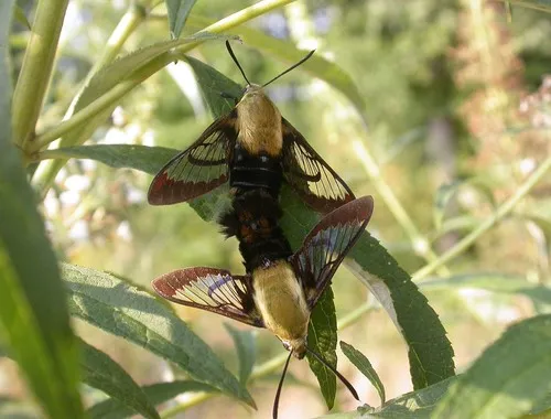 Snowberry Clearwing Moth - photo 5