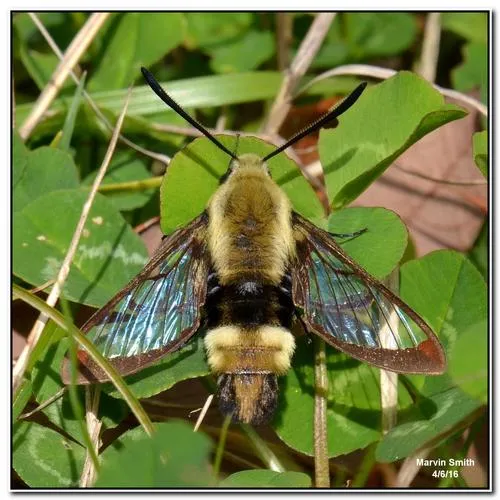 Snowberry Clearwing Moth - photo 6