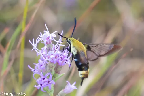 Snowberry Clearwing Moth - photo 7