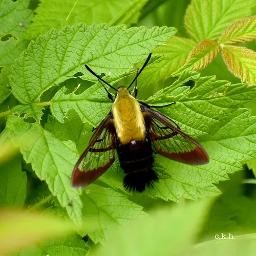 Snowberry Clearwing Moth - photo 8