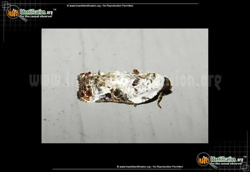 Snowy-shouldered Acleris Moth - photo 2