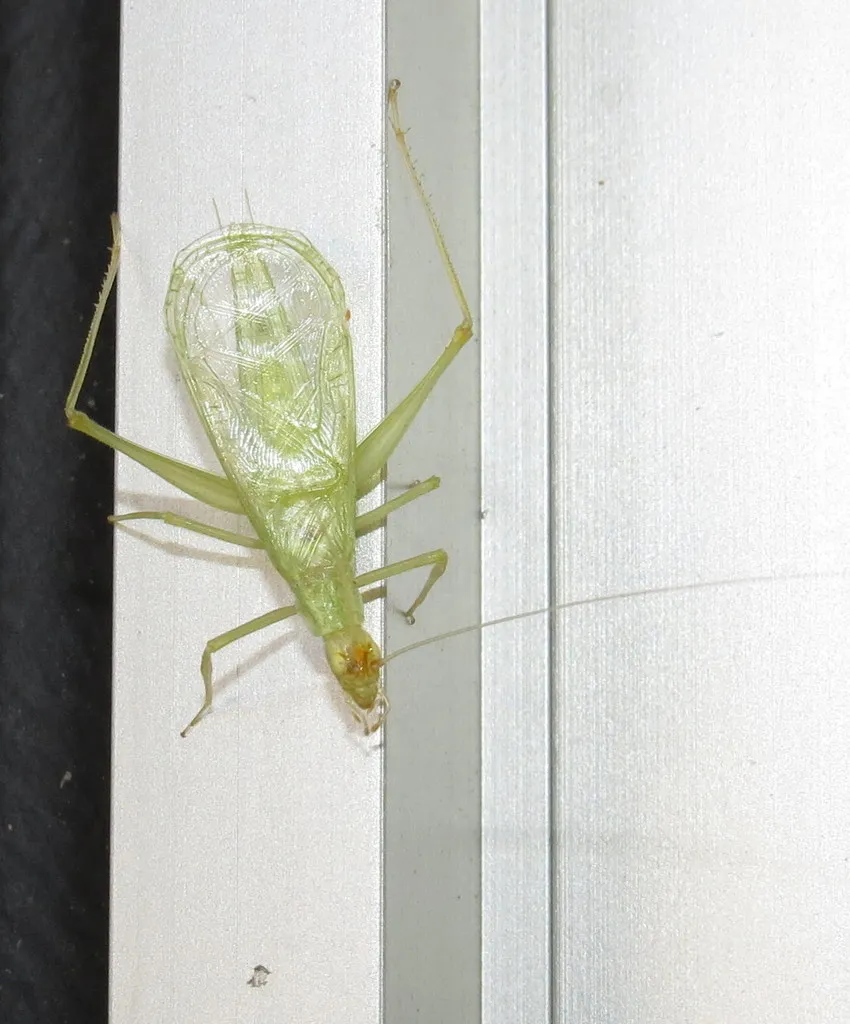 Snowy Tree Cricket - photo 2