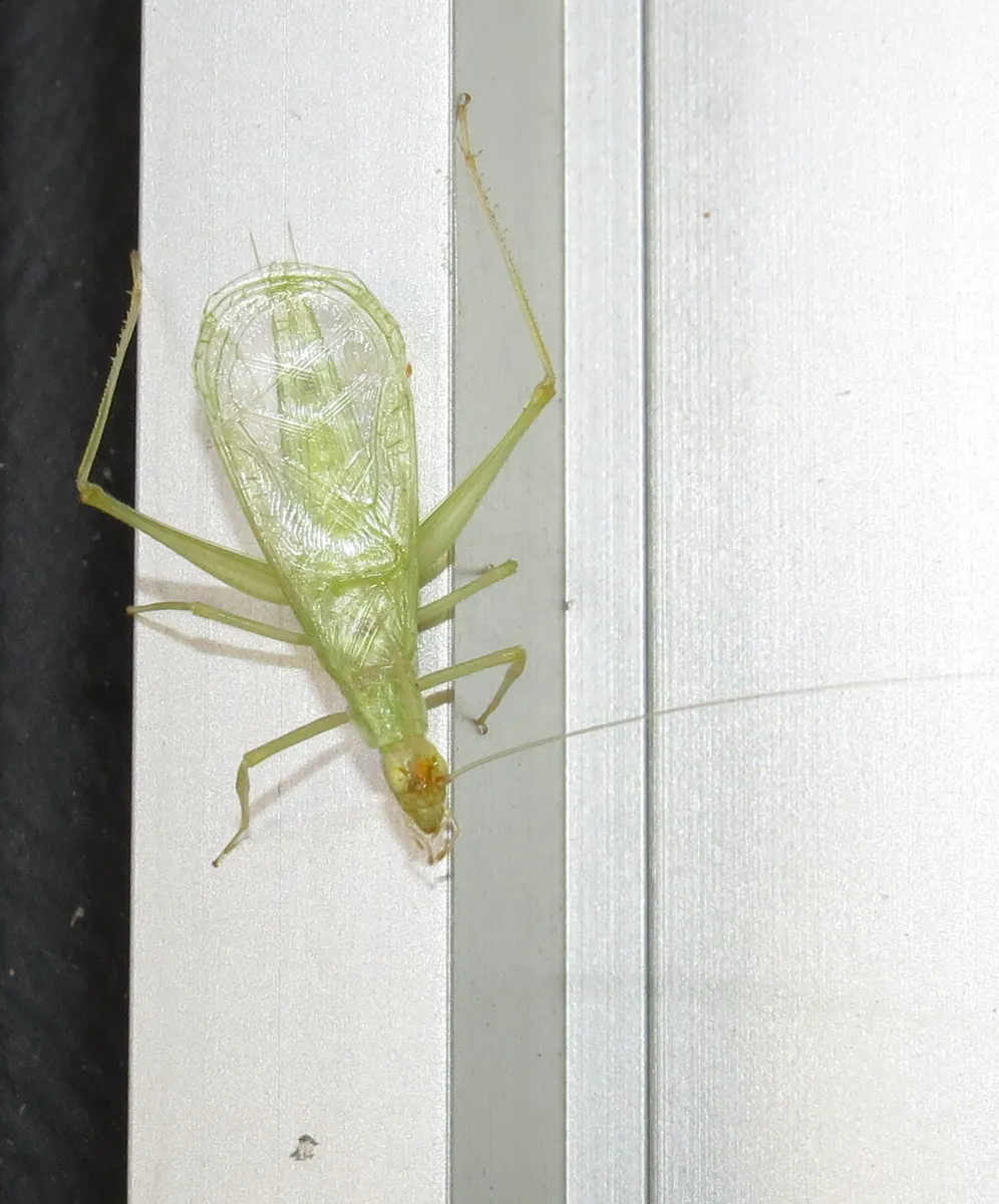 Snowy Tree Cricket - photo 3