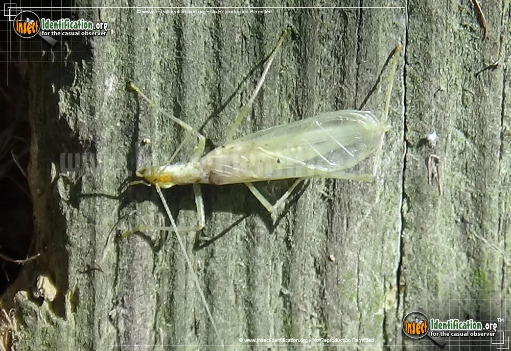 Snowy Tree Cricket - photo 4