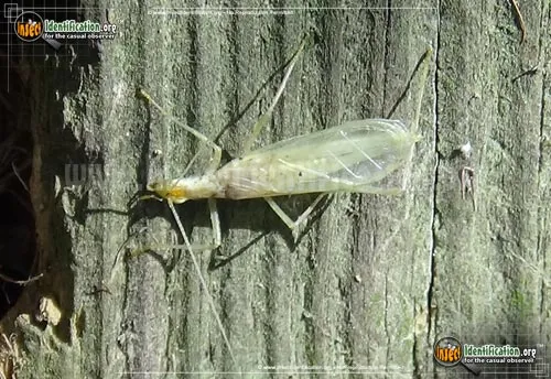 Snowy Tree Cricket - photo 5