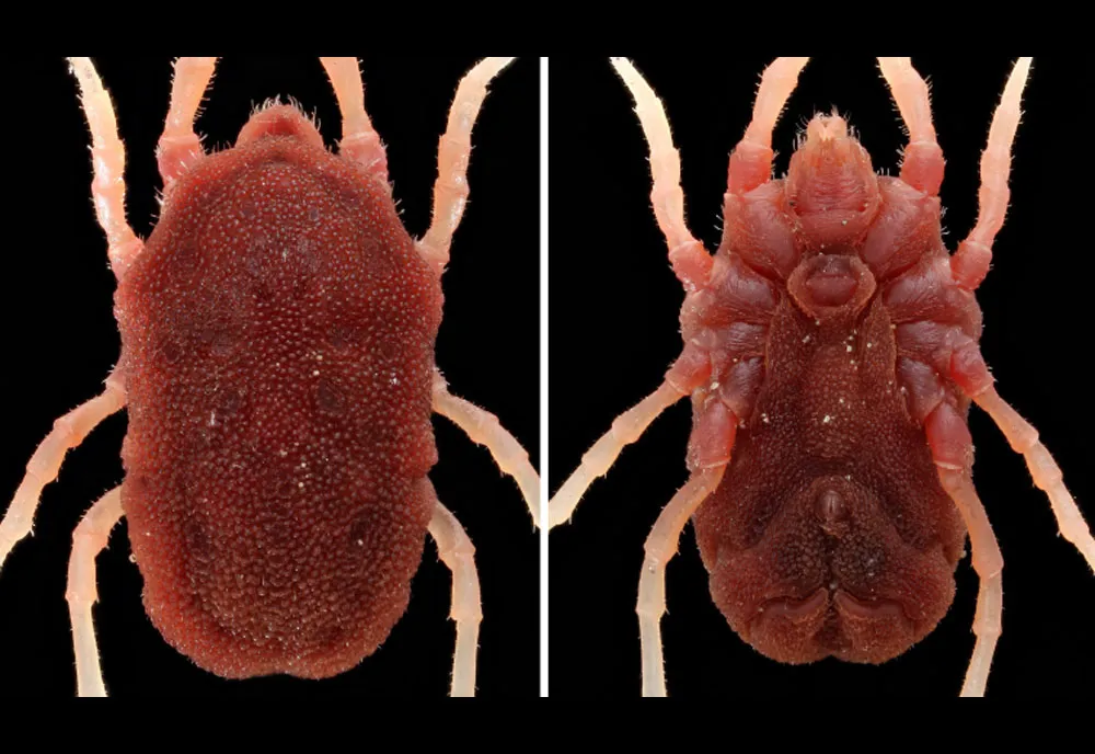 Soft-bodied Tick - Ornithodoros spp.