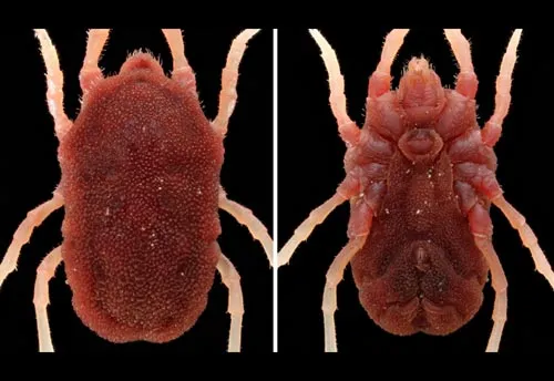 Soft-bodied Tick - photo 2