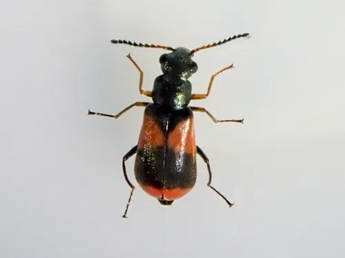 Soft-winged Flower Beetle