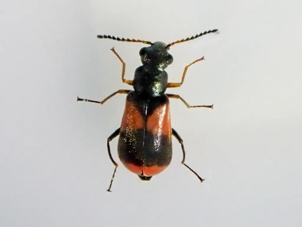 Soft-winged Flower Beetle - photo 2