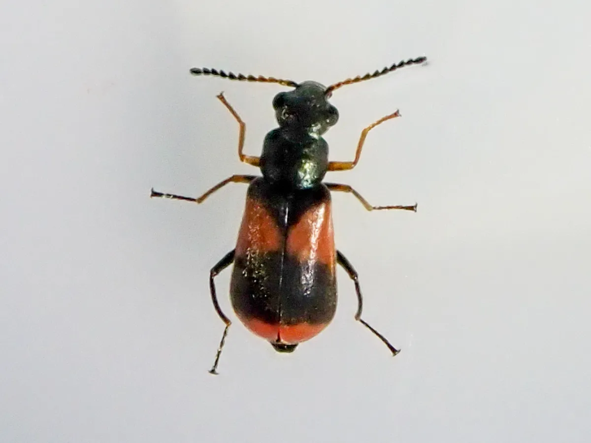 Soft-winged Flower Beetle - photo 3
