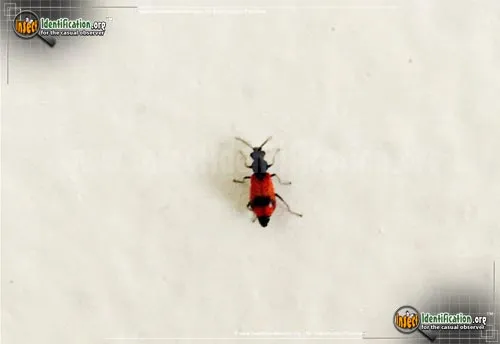 Soft-winged Flower Beetle - photo 4