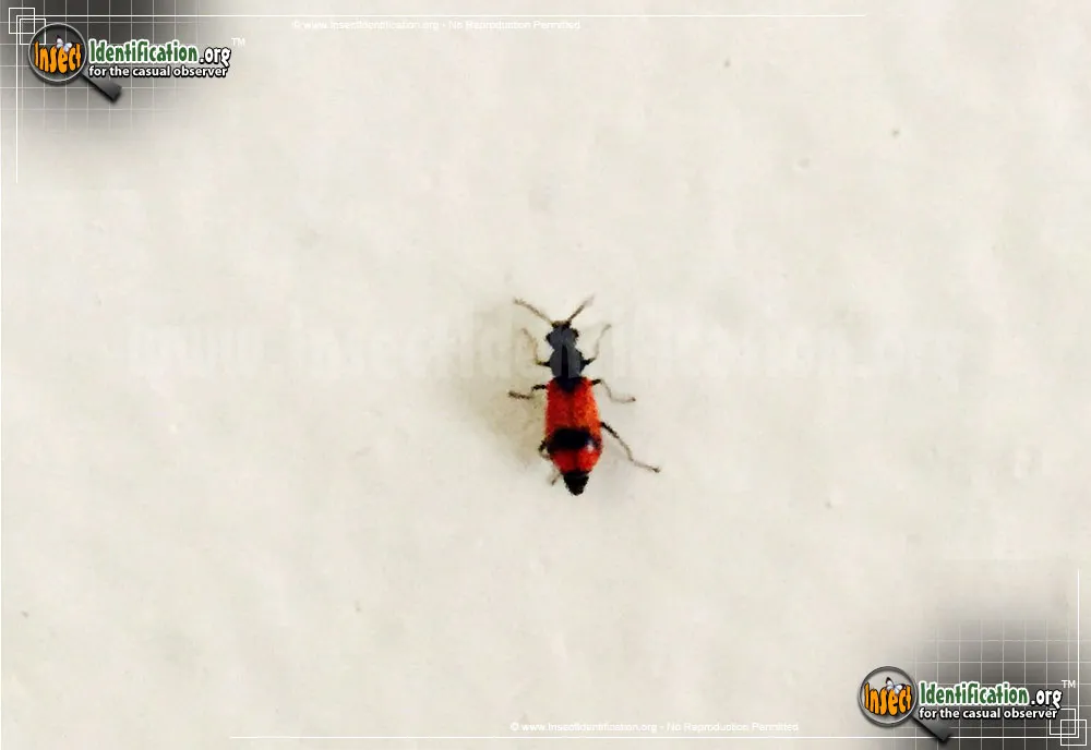 Soft-winged Flower Beetle - photo 5