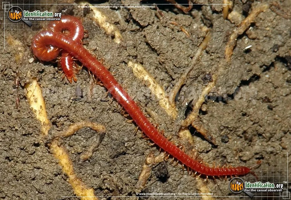 Soil Centipede