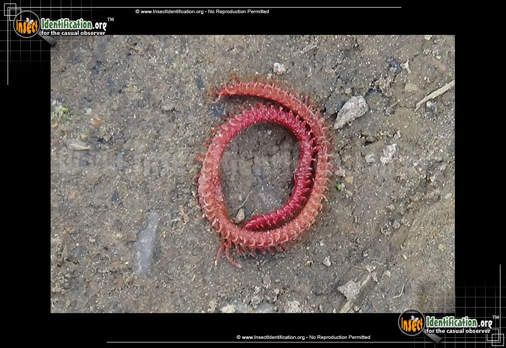 Soil Centipede - photo 3