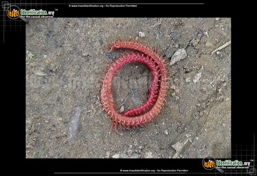 Soil Centipede - photo 4
