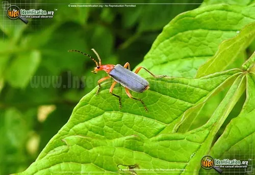 Soldier Beetle -P. pruinosis - photo 2