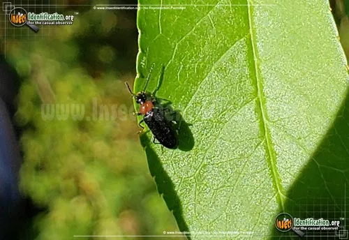 Soldier Beetle -Silis spp. - photo 2