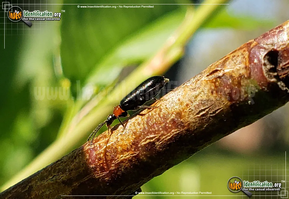 Soldier Beetle -Silis spp. - photo 3