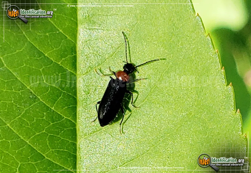 Soldier Beetle -Silis spp. - photo 5