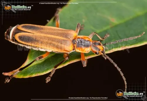 Soldier Beetle - photo 2