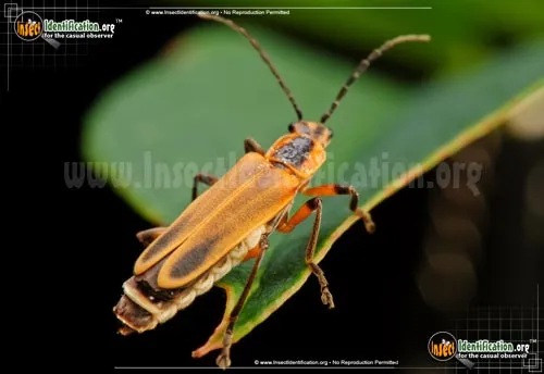 Soldier Beetle - photo 6