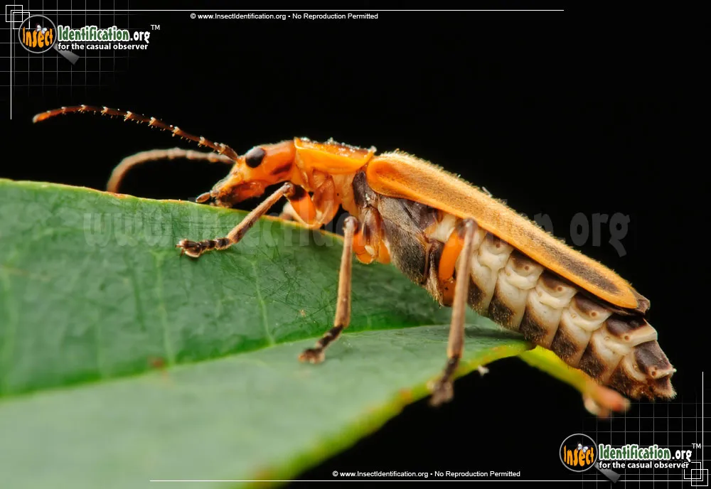 Soldier Beetle - photo 7