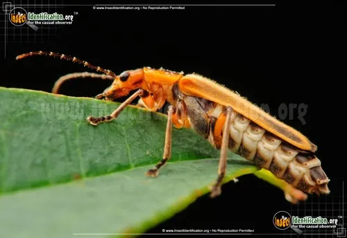 Soldier Beetle - photo 8